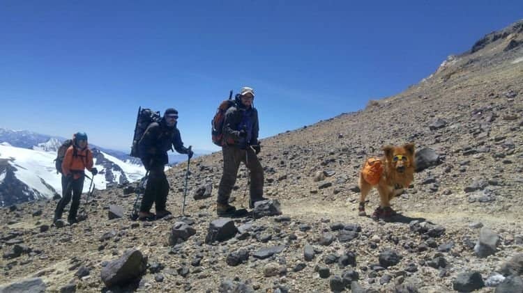 e46c27f6b70089f77395c64880a80523 Які собаки допомагають рятувати альпіністів: порода, назва