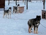 f8e0af024f9ab04d47ccd1f2c8b22ccf Камчатська їздова собака: опис породи з фото і відео
