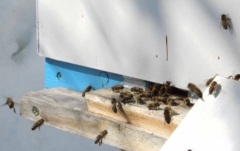 0049ef04b25fb681aafded248602b122 Весняні роботи на пасіці: поетапні роботи, розширення гнізд, поради бджолярів