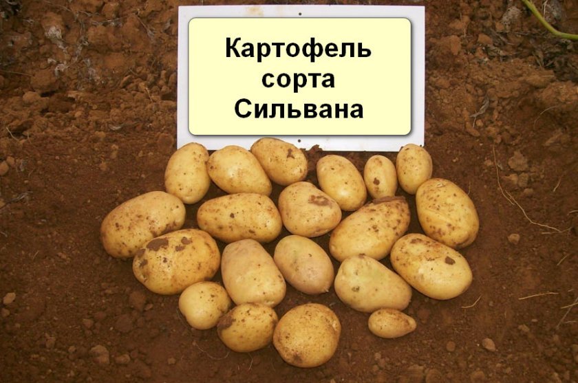 00fead085e4c71ff5ca478c259fdbb9a Картопля сорту Сільвана: ботанічний опис і характеристика, особливості вирощування та догляду, фото