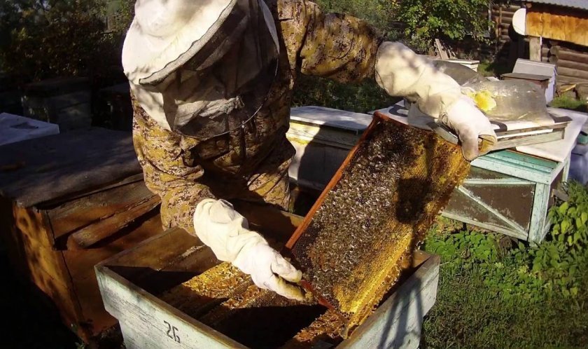 023993b239149f9c29956f7eb2458b2b Скільки рамок потрібно залишати на зиму у вулику, скільки меду бджоли зїдають взимку