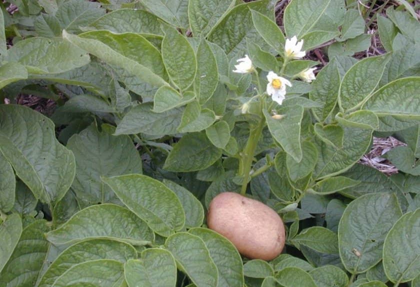031b2a2e919f8fc194d7e78c8fef432c Картопля сорту Тімо: особливості та характеристика, посадка, вирощування і догляд, фото
