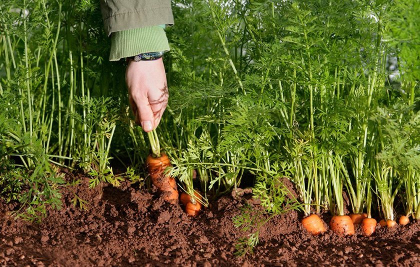 04da86eb87ee3fa15fcc1096e23e3748 Чому погано росте морква: основні причини повільного зростання овоча на городі, правила підготовки ґрунту перед посадкою