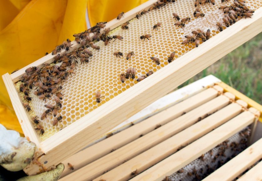 07b18b054e6fc3cd0fb2f37981276841 Весняні роботи на пасіці: поетапні роботи, розширення гнізд, поради бджолярів