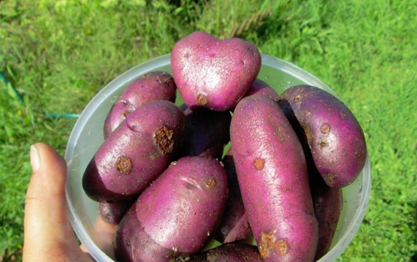 08dff6edbc1a2efa2164d7a1ee9d123c Картопля сорту Волошка: опис і характеристика, особливості вирощування та догляду, фото