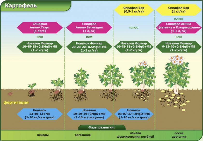 0bee85c6a33871996788a2a9c03a9754 Картопля сорту Фермер: опис, характеристика та вирощування сорту, особливості посадки і догляду