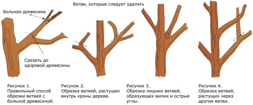 0d138c50ca1647d89dc853322aa90e09 Яблуня Олеся: характеристика і опис, особливості вирощування та догляду за деревом