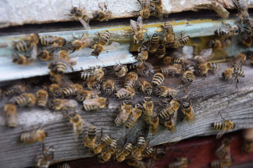 0f4d1400a3d5408d21fea898ac7c7764 Бджоли навесні: особливості догляду, поради початківцям бджолярам, відео