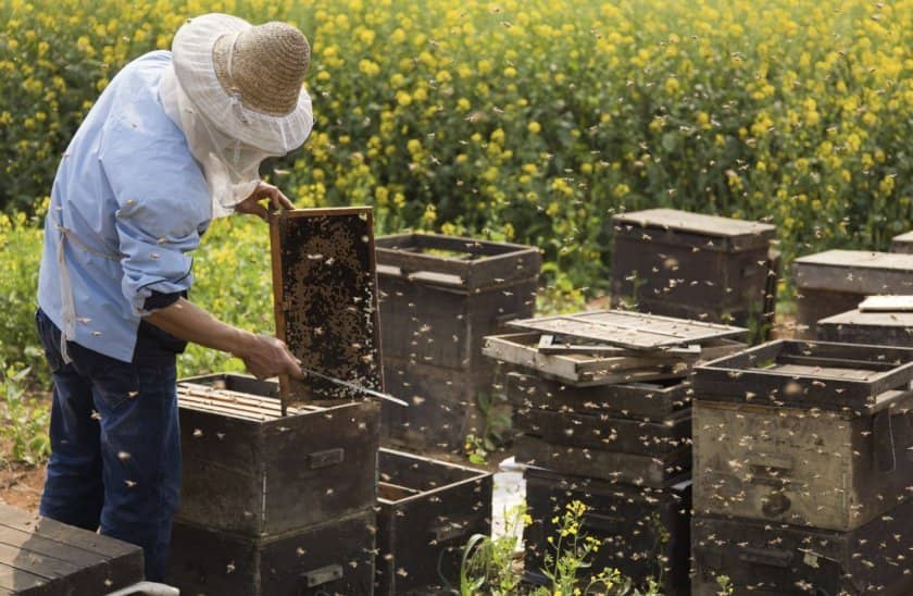 0f500f53bf46367c77f1643f125fbde7 Мурашина кислота у бджільництві: для чого застосовується, фармакологічні властивості, обробка бджіл восени, поради пасічників