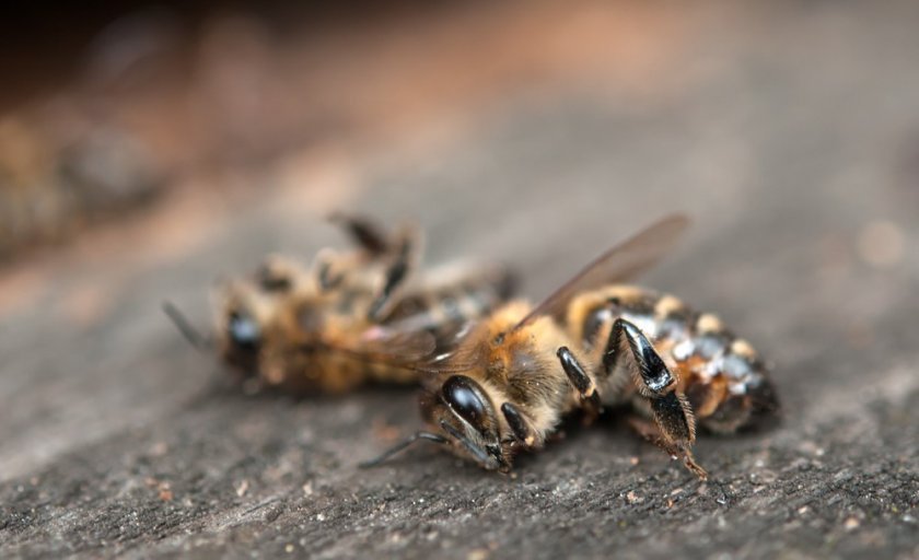 1069af1a34b7932e148eabcf65b58e7e Чому гинуть бджоли: причини, чинники, чим загрожує вимирання, поради бджолярів
