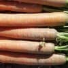 1089a28adb7676564a22c6fa074edbb1 Моркву сорту Лагуна F1: особливості і опис, агротехніка вирощування та догляду за морквою, фото