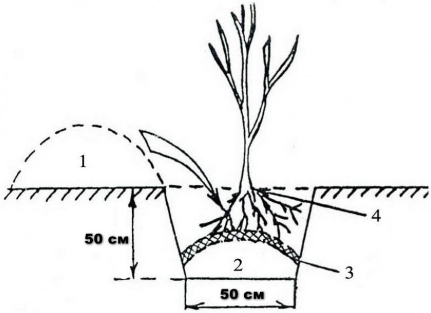 10fad8550ea2e6a3be8c014d45274ca9 Яблуня Олеся: характеристика і опис, особливості вирощування та догляду за деревом