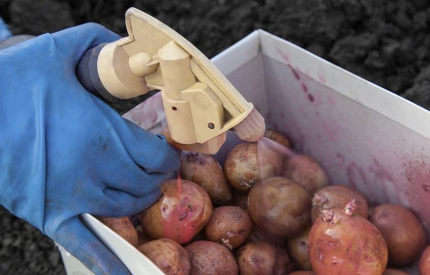 137d7250bda37690acd4ae9282805043 Чим обробити картоплю: перед посадкою від хвороб і шкідників, перед зберіганням на зиму, кращі препарати