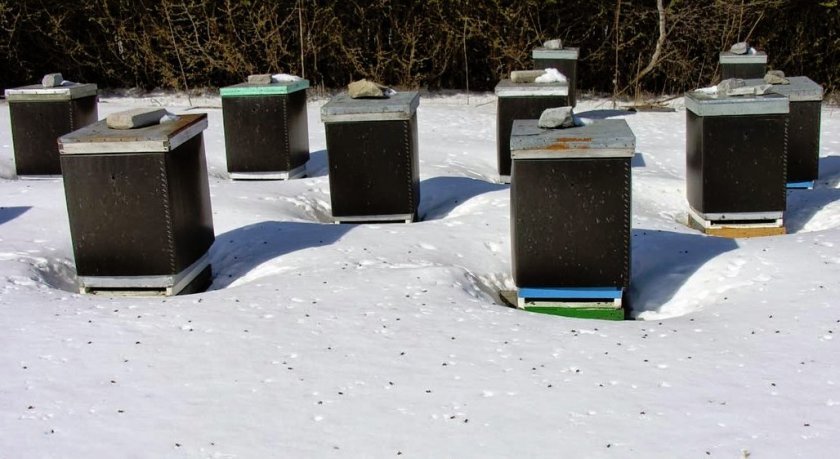 157a12e84d4c70b544145f3d4ab0027a Скільки рамок потрібно залишати на зиму у вулику, скільки меду бджоли зїдають взимку