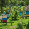 198c01546b0372943a6a68d9038c5f4e Бджоли навесні: особливості догляду, поради початківцям бджолярам, відео