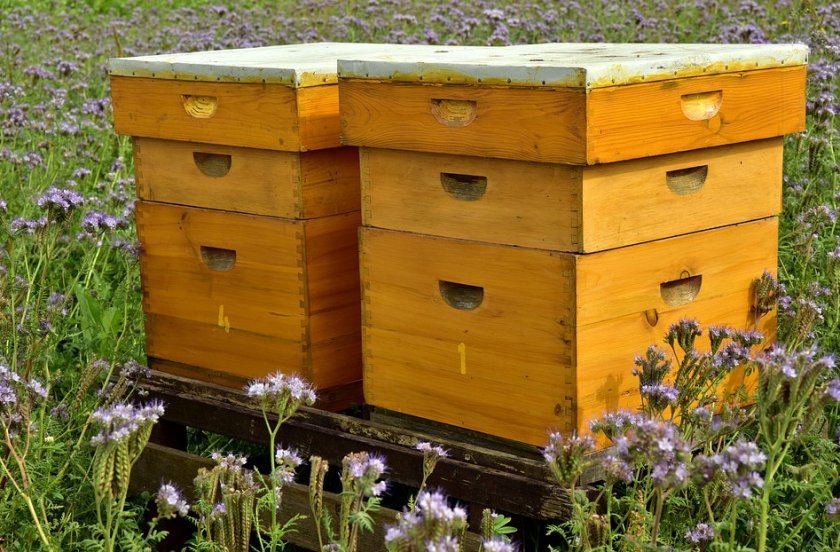 1a3071ed4208e6679ccd8635ea13083c Будиночок для бджіл: види, особливості конструкції, вимоги, як зробити будиночок своїми руками