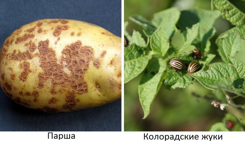 1bb59c2e33e9df44f91abf3341cec244 Картопля сорту Галактика: особливості та характеристика, агротехніка вирощування і догляд за картоплею, фото