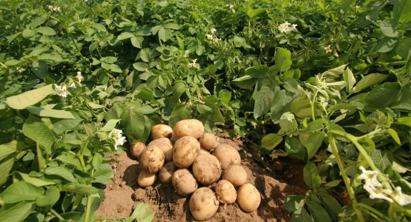 1bfdff9ab0812ce2eeceb07bafc07076 Картопля Ірбитський: опис, характеристика і смакові якості сорту, особливості вирощування, фото