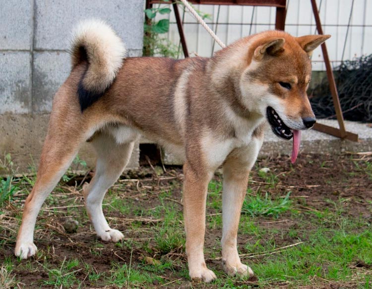 1d8f1d8ad12435af96ba1072a597a882 Кисю ((японська лайка): опис породи собак з фото і відео