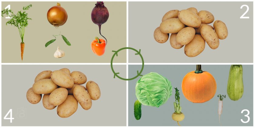 1fa1601003d4e36e94eb5abf31521971 Картопля сорту Фермер: опис, характеристика та вирощування сорту, особливості посадки і догляду