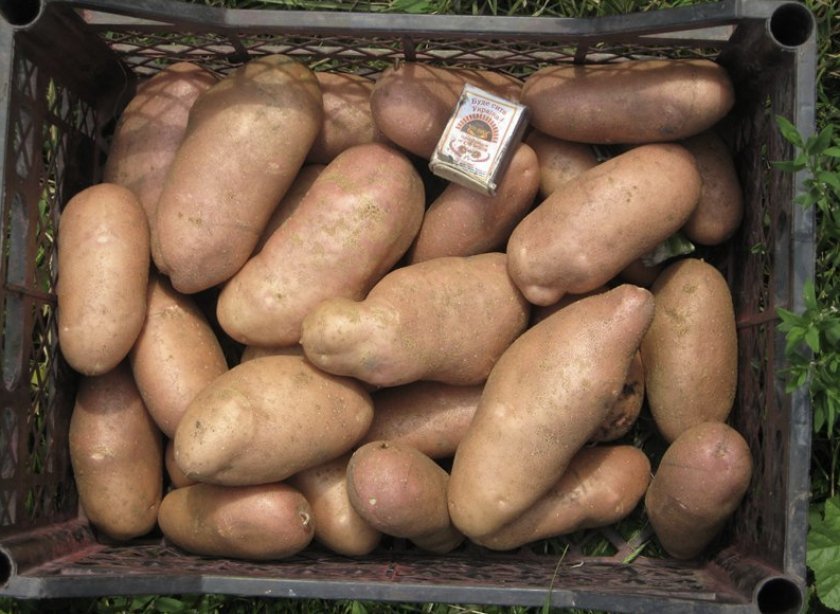 1fa678d9378c1ccfd61145a482796399 Картопля сорту Американка: характеристика та особливості, схема садіння, вирощування і догляд, фото