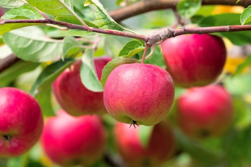 1fd102aac38fca679a4c8d01e50a27c4 Який сорт яблук найкорисніший для людини, чим відрізняються зелені яблука від червоних