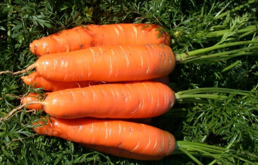 21d5da61c27782d6374f846e34d87194 Моркву сорту Лагуна F1: особливості і опис, агротехніка вирощування та догляду за морквою, фото
