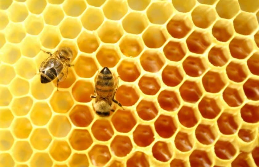 24136651025d9fadf455652dacff6b04 Особливості та правила прийому меду для підвищення імунітету: корисний вплив меду на організм