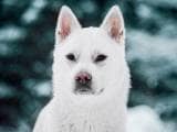 2478d3e5b6c10badb22e4e41cc360b35 Кисю ((японська лайка): опис породи собак з фото і відео