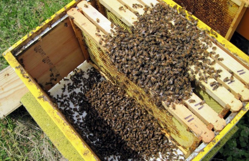 24ff081837cd73c9604bf7fe101ef7a8 Бджоли навесні: особливості догляду, поради початківцям бджолярам, відео