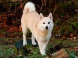270f816c3dc6c12e9ed6bab300730ea7 Норвезький бухунд (Норвезька лайка): опис породи собак з фото і відео
