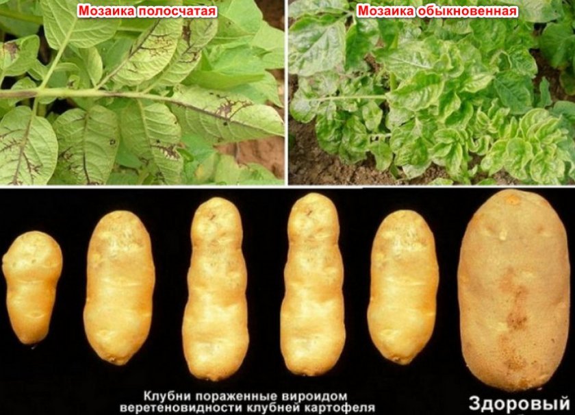297cbb02cb54bc1a3749116a722ee8e7 Картопля сорту Сільвана: ботанічний опис і характеристика, особливості вирощування та догляду, фото