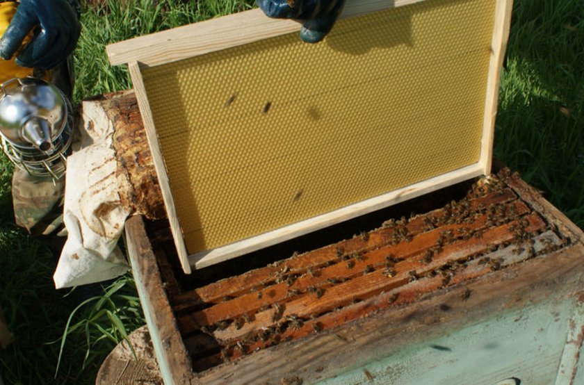 2bae1ac339262e3babdd1c8fc4bb18c9 Весняні роботи на пасіці: поетапні роботи, розширення гнізд, поради бджолярів