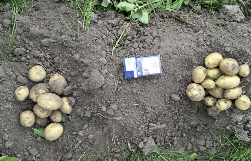 2d18a937292367ba3a2e24964aedcbba Сорт картоплі Банба: особливості та характеристика, агротехніка вирощування та догляду за картоплею, фото