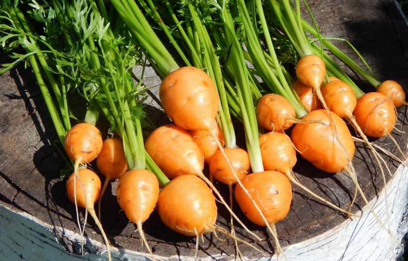 2e04e5660223f0e9cbf7706cc1517121 Чому морква не солодка і не соковита: як виростити велику і солодку, кращі сорти
