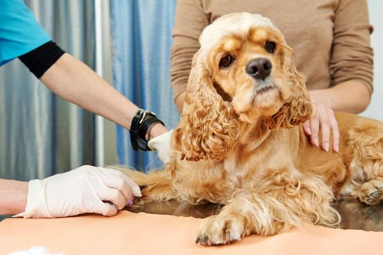 300d54814a7ed7828af85f06370c4099 Кропивянка у собак: симптоми і лікування, причина