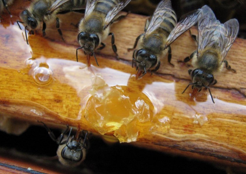 33a302ca3376d3cfd1075cdcf627ddd6 Зимівля бджіл у погребі: особливості, щоденник відвідування бджіл, поради бджолярів