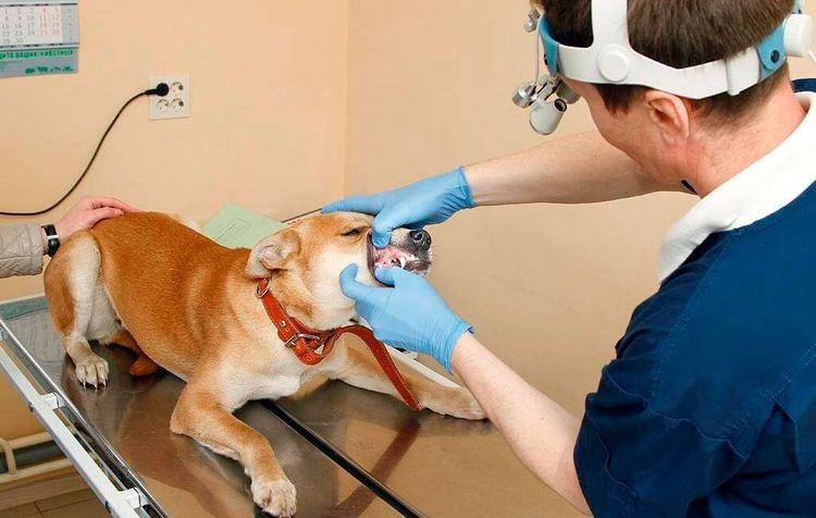 34021ff619ba94ad09cde584a18dca67 Пародонтоз у собак: симптоми і лікування в домашніх умовах
