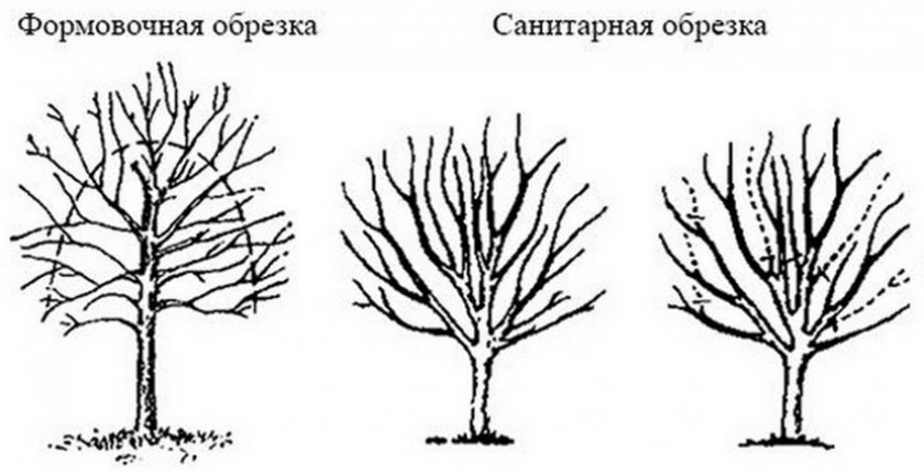 353b52907ff4bb03ad9eb8ae06cf407e Яблуня «Імант»: характеристики та опис сорту, особливості посадки і догляду за деревом, фото
