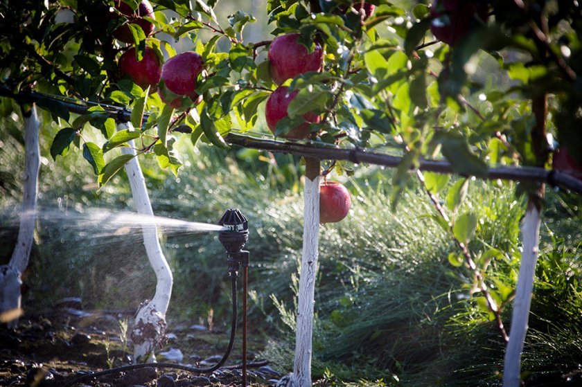 3818282f4b86258fb544c80ff38adc05 Шпалерні яблуні: посадка й догляд, технологія вирощування своїми руками, відео