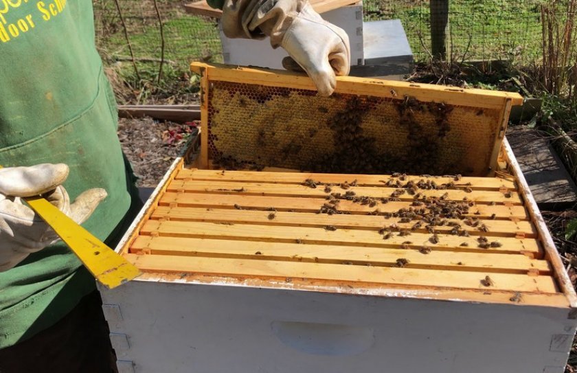 398b1c351aec77909749a8596a363afa Весняні роботи на пасіці: поетапні роботи, розширення гнізд, поради бджолярів