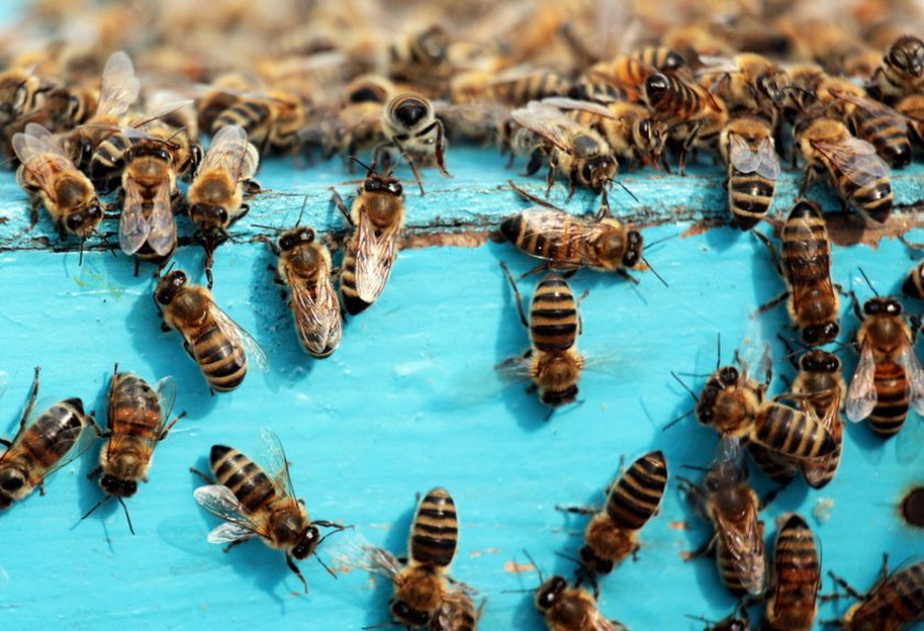 39fc0b7261f28c7f7dc12cd7bd5d56b8 Весняні роботи на пасіці: поетапні роботи, розширення гнізд, поради бджолярів