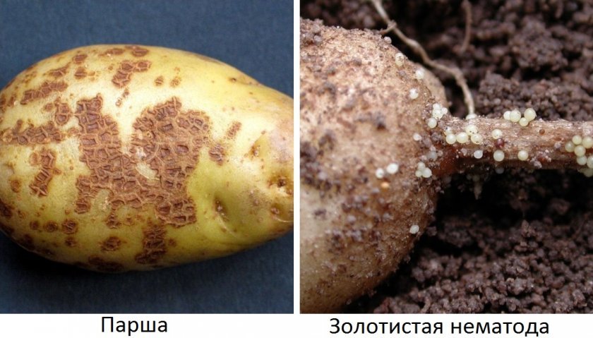 3af6d45b20a642a966f23b186120a882 Картопля сорту Білий лебідь: опис, характеристики, вирощування і догляд у відкритому грунті, фото