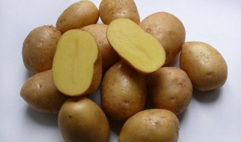 3bb9ce33e5a2de1864f376391a86e53d Картопля Синок: опис та характеристика сорту, смакові якості, особливості вирощування, фото, відео