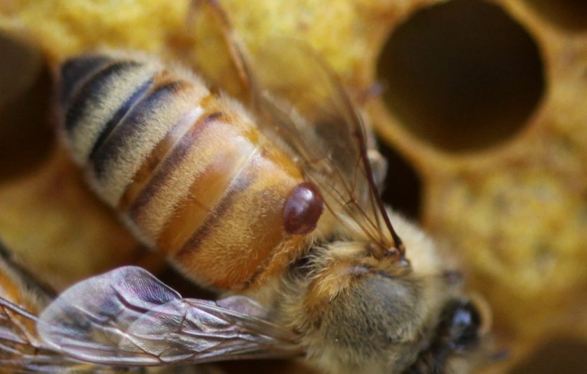 3bfced4245900a4d5fc325cc69b1e1d9 Бджоли навесні: особливості догляду, поради початківцям бджолярам, відео