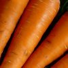 3d311c9f347e6a662f77517427c8d6c6 Моркву сорту Лагуна F1: особливості і опис, агротехніка вирощування та догляду за морквою, фото