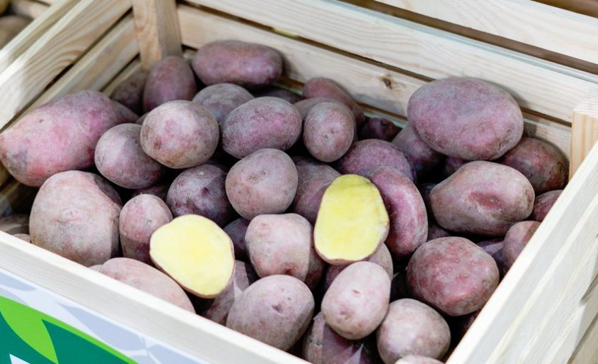 3e6f663d73e7a703d8f06ace6f64a518 Картопля сорту Волошка: опис і характеристика, особливості вирощування та догляду, фото