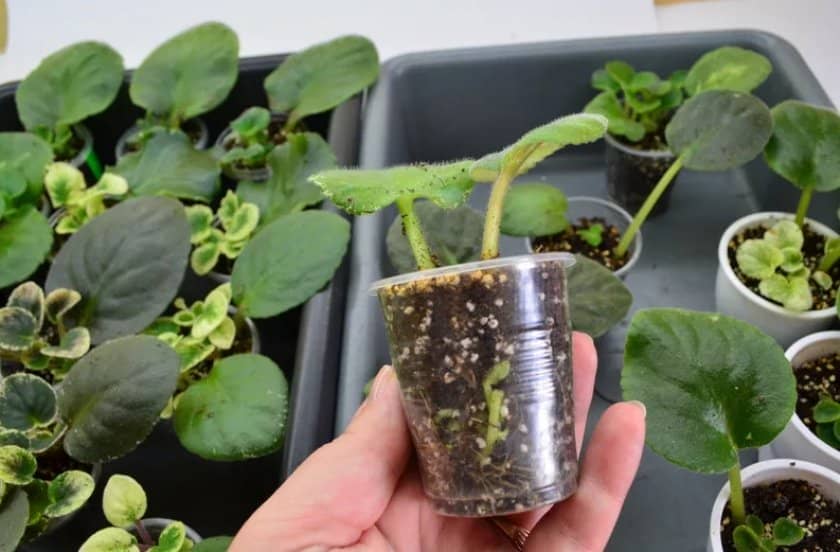 3f753d692127bd57d943beb20d230278 Як правильно посадити фіалку в домашніх умовах: як вирощувати і доглядати за рослиною, відео