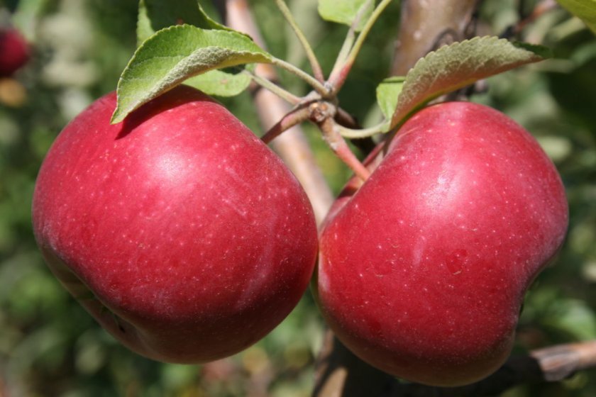 4263da93c2688a5f59062796efe826e5 Який сорт яблук найкорисніший для людини, чим відрізняються зелені яблука від червоних