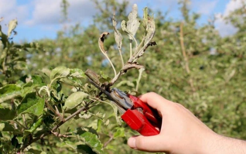 42656db2e0401ac42ec490bca4f1b210 Як виростити яблуню з гілки: як зробити саджанець, чи можна виростити в домашніх умовах